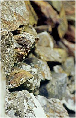 Rock Fence in Northern Ireland